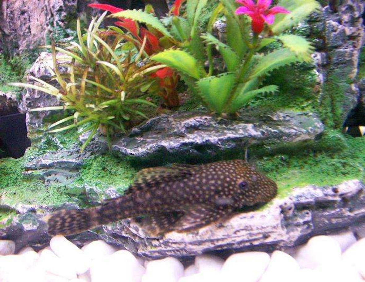 freshwater fish - ancistrus sp. - bushy nose pleco - Bristlenose Catfish..(Female)..