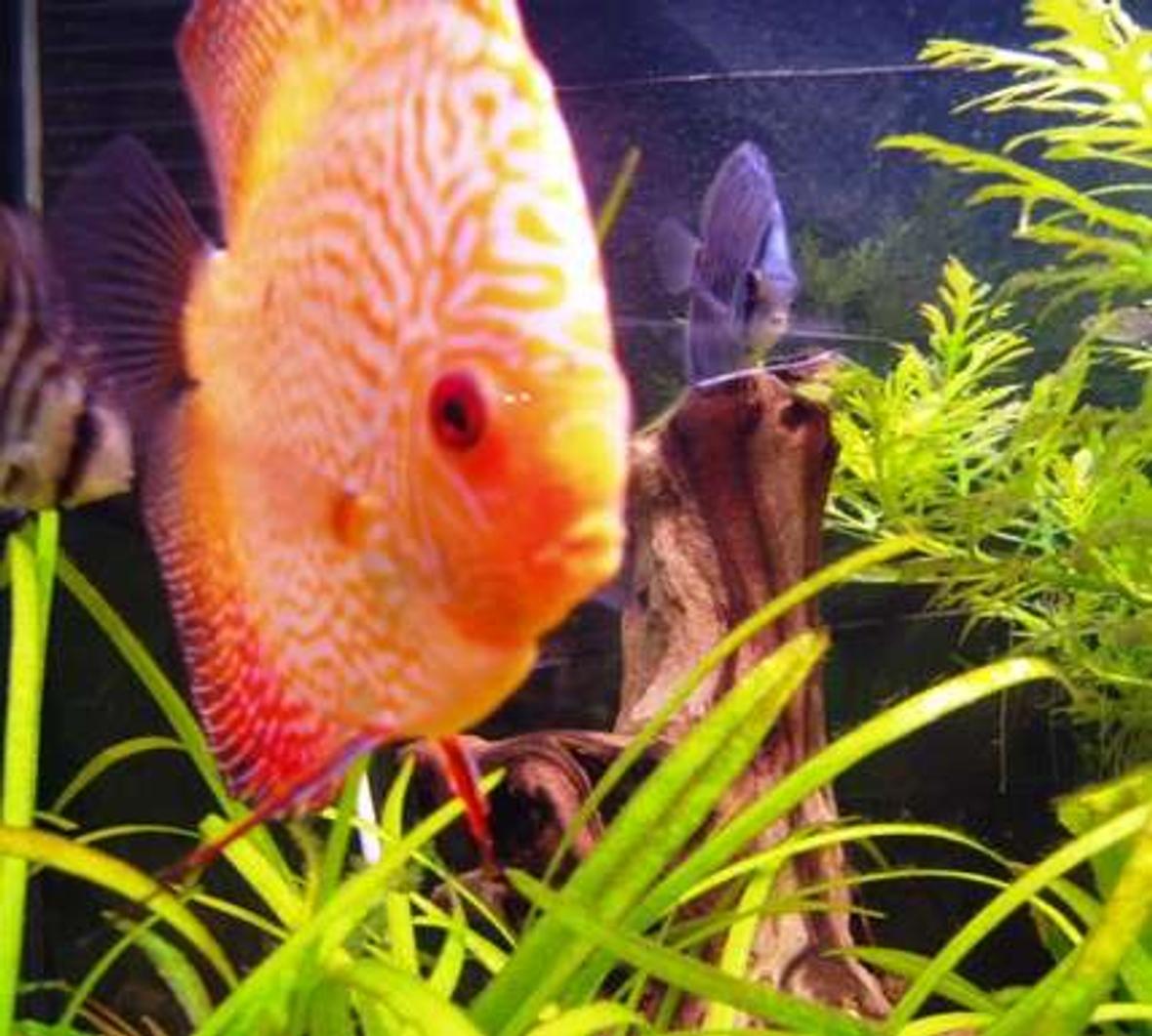 freshwater fish - symphysodon sp. - red leopard discus stocking in 98 gallons tank - Inquisetive Discus.