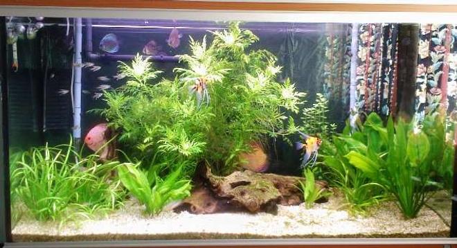 98 gallons planted tank (mostly live plants and fish) - Sorry about the curtain reflection....
