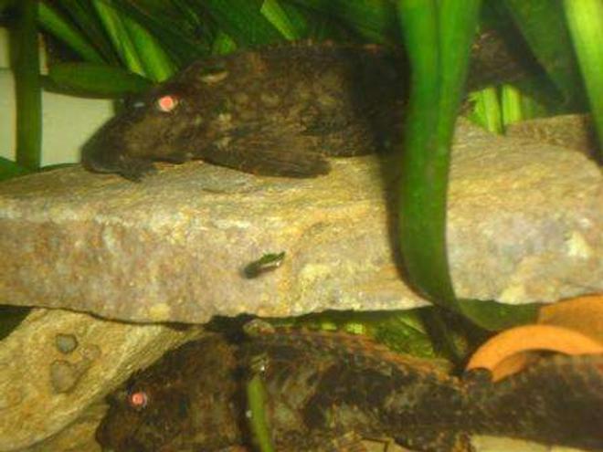 freshwater fish stocking in 70 gallons tank - pelco 2