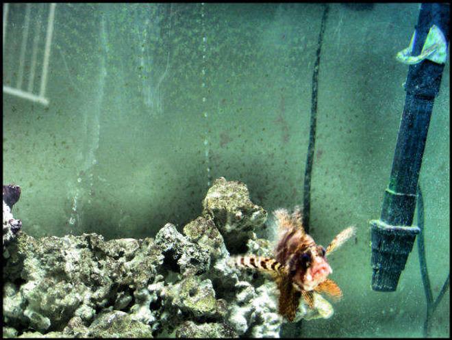 saltwater fish - dendrochirus brachypterus - fuzzy dwarf lionfish stocking in 5 gallons tank - fuzzy lion dwarf..this pic isnt too bad! i like it...