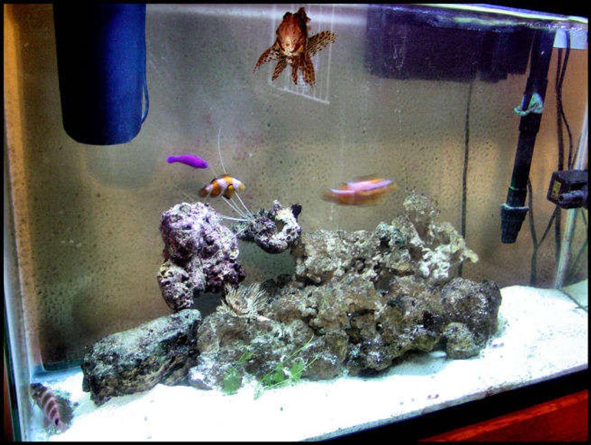 Rated #72: 5 Gallons Saltwater Fish Tank - best pic of the tank with all the fish together....enjoy! more 2 come!