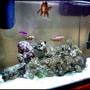 5 gallons saltwater fish tank (mostly fish, little/no live coral) - best pic of the tank with all the fish together....enjoy! more 2 come!