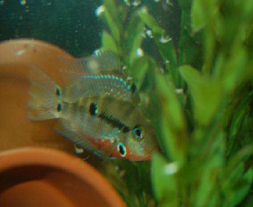 Rated #110: Freshwater Fish - Thorichthys Meeki - Firemouth Cichlid Stocking In 42 Gallons Tank - My firemouth guarding batch of eggs.