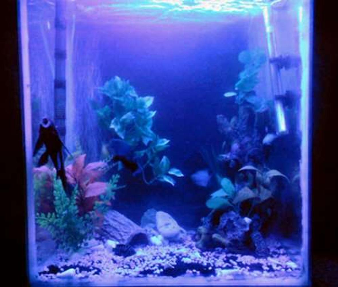 33 gallons freshwater fish tank (mostly fish and non-living decorations) - My Tank. 33 Gallons. 2 Labs 2 Parrots 2 Oscars 3 Plecos 1 Silver Dollar 1 Convict Fake Plants and fake rock feature