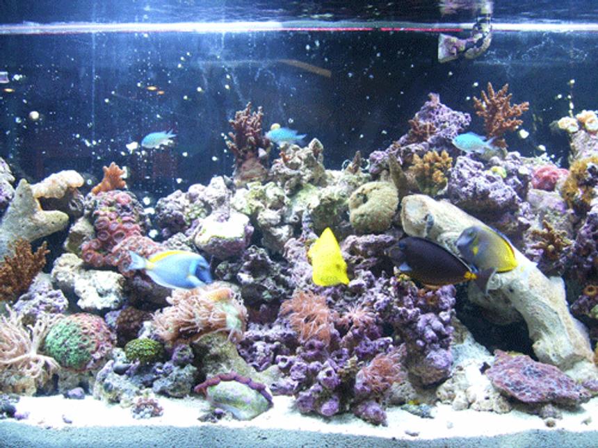 Rated #95: 55 Gallons Reef Tank - updated pic, after a couple of moves and some redefinition...