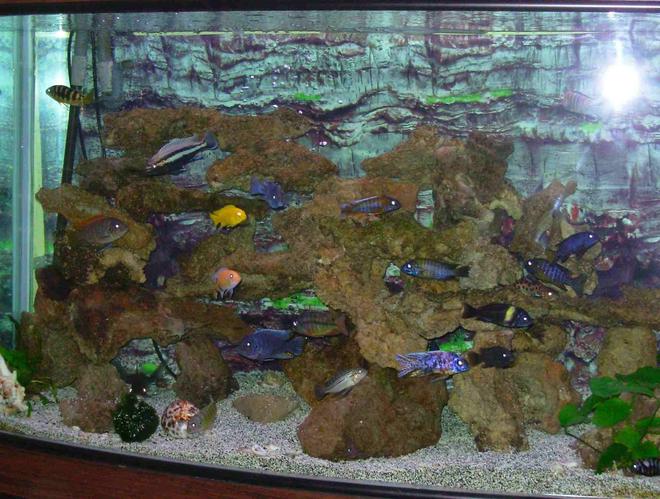 90 gallons freshwater fish tank (mostly fish and non-living decorations) - 90 gallon bowfront tank and african cichlids