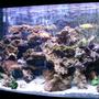 90 gallons freshwater fish tank (mostly fish and non-living decorations) - 90 gallon bowfront $ african cichlids