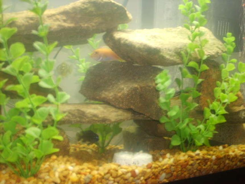 Rated #450: 30 Gallons Freshwater Fish Tank - THIS IS MY AFRICAN CICHLID TANK