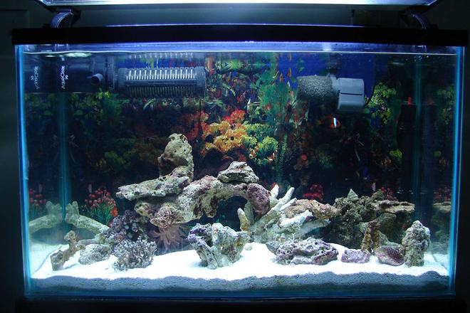 50 gallons saltwater fish tank (mostly fish, little/no live coral) - MY TANK
