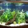 46 gallons freshwater fish tank (mostly fish and non-living decorations) - Sorry, its a camera phone.... This is my 46 gallon bow front with a wide variety of fish that are camera shy