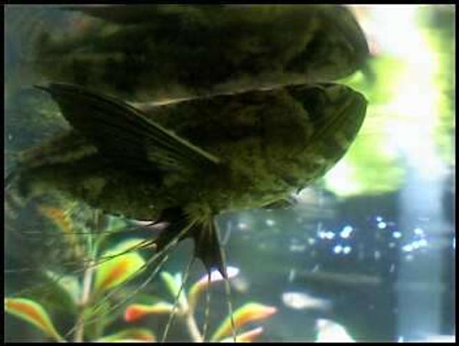 freshwater fish - pantodon buchholzi - african butterflyfish stocking in 46 gallons tank - My Butterfly