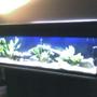 fish tank picture - white light same tank