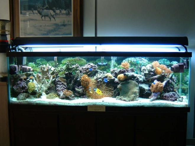 125 gallons reef tank (mostly live coral and fish) - 15 Month's. Good stuff happening now!!