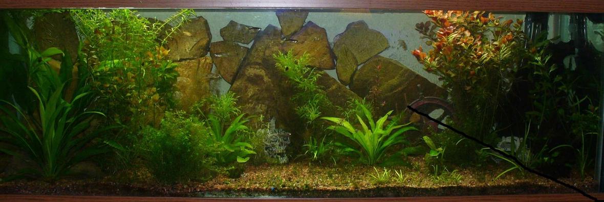 29 gallons planted tank (mostly live plants and fish) - 100 gal, 165 watts t-5 HO light (2) 10,000k, (1) 7,500K, Filter: Magnum 350 canaster filter, hand stacked rock wall Fish: 2SAE, 10 lepord danios, 3 dwarf puffers, 5 kuli loaches, 5 ottos Plants: 2 amazon swords, chain swords, dwarf sag, eldoa, red ludwiga