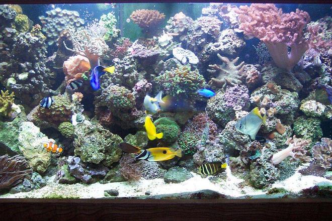 120 gallons reef tank (mostly live coral and fish) - most recent pic of my tank