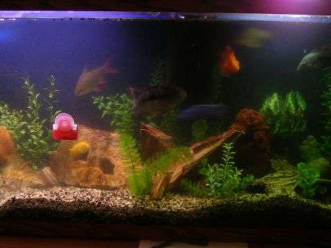55 gallons freshwater fish tank (mostly fish and non-living decorations)