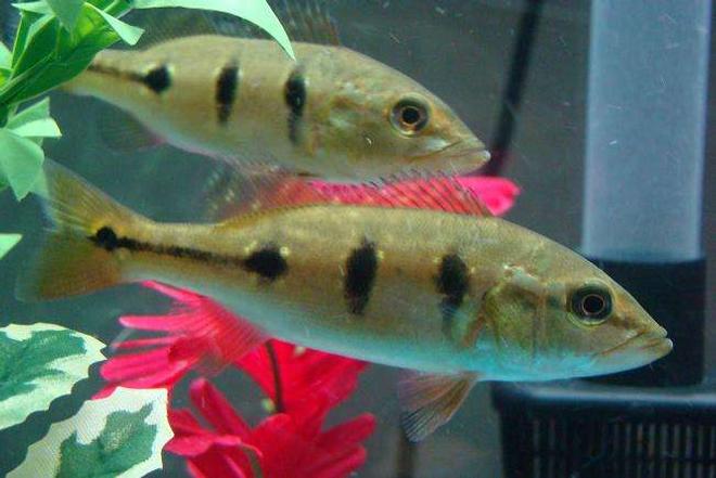 freshwater fish - cichlia ocellaris - peacock bass stocking in 55 gallons tank - Here are 2 of my Peacock Bass.