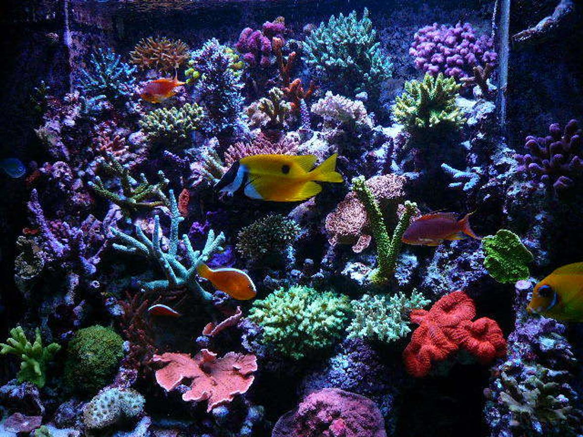 110 gallons reef tank (mostly live coral and fish) - update