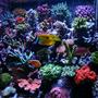 110 gallons reef tank (mostly live coral and fish) - update