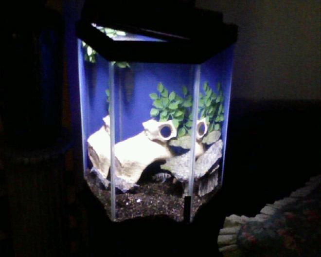 500 gallons freshwater fish tank (mostly fish and non-living decorations) - my gfs tank