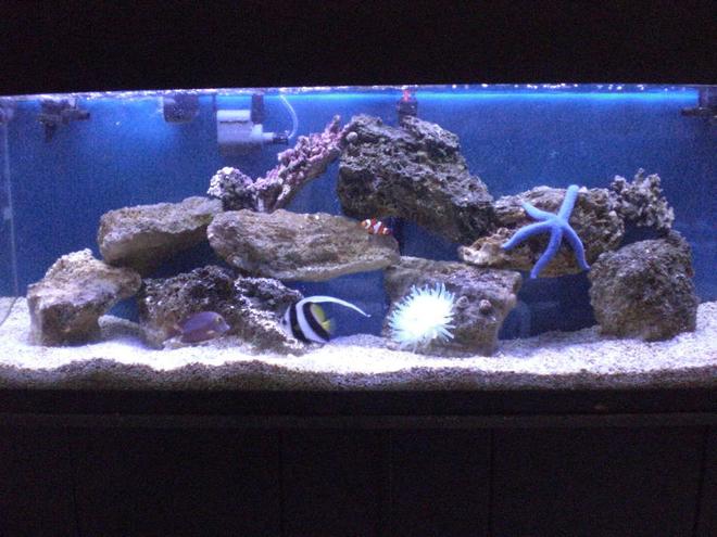 55 gallons saltwater fish tank (mostly fish, little/no live coral) - 55 gallon Saltwater tank