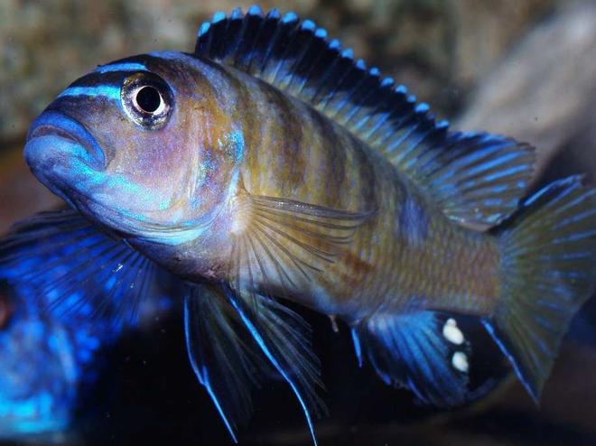 freshwater fish - pseudotropheus elongatus stocking in 87 gallons tank - My gorgeous male Usisya Elongatus