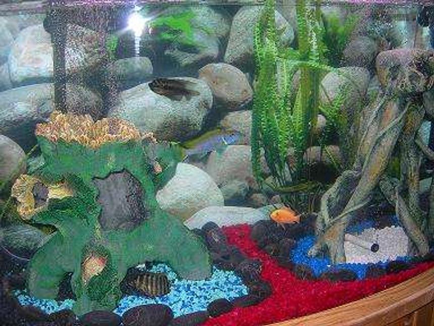 Rated #394: 46 Gallons Freshwater Fish Tank - Our Cichlid Tank.