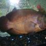freshwater fish - astronotus ocellatus - red oscar stocking in 55 gallons tank - oscar