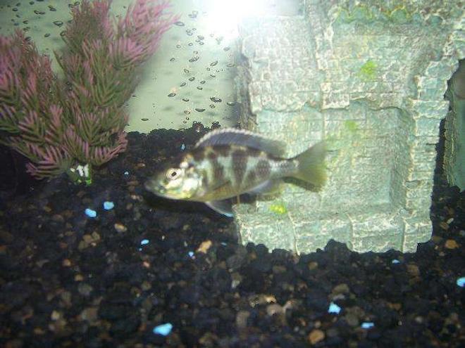 freshwater fish - nimbochromis venustus - venustus cichlid stocking in 55 gallons tank - cichlid