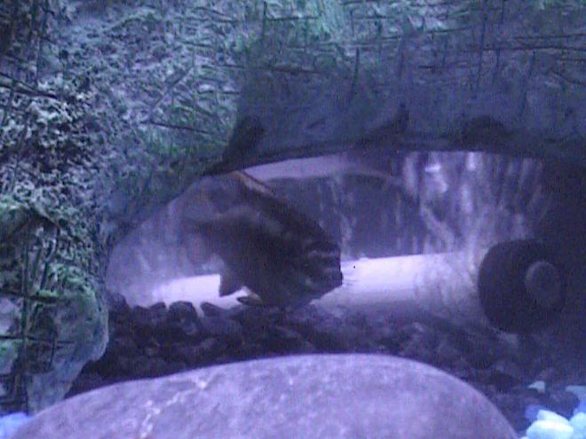 freshwater fish - pelvicachromis pulcher - kribensis cichlid stocking in 46 gallons tank - Our reclusive Cichlid hiding in the tree root.
