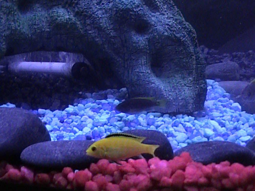 Rated #1774: Freshwater Fish - Labidochromis Caeruleus - Electric Yellow Cichlid Stocking In 46 Gallons Tank - One of our pair of Electric Yellow Cichlids with one of our Electric Blue Cichlids in the background.