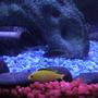 freshwater fish - labidochromis caeruleus - electric yellow cichlid stocking in 46 gallons tank - One of our pair of Electric Yellow Cichlids with one of our Electric Blue Cichlids in the background.