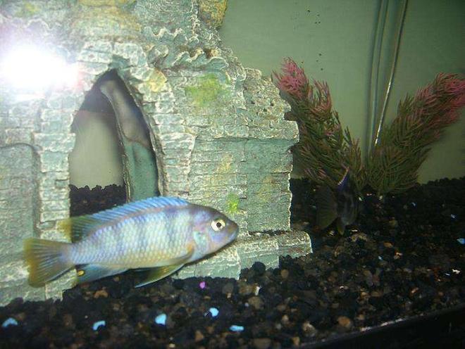 freshwater fish - labidochromis sp. - hongi stocking in 55 gallons tank - cichlid