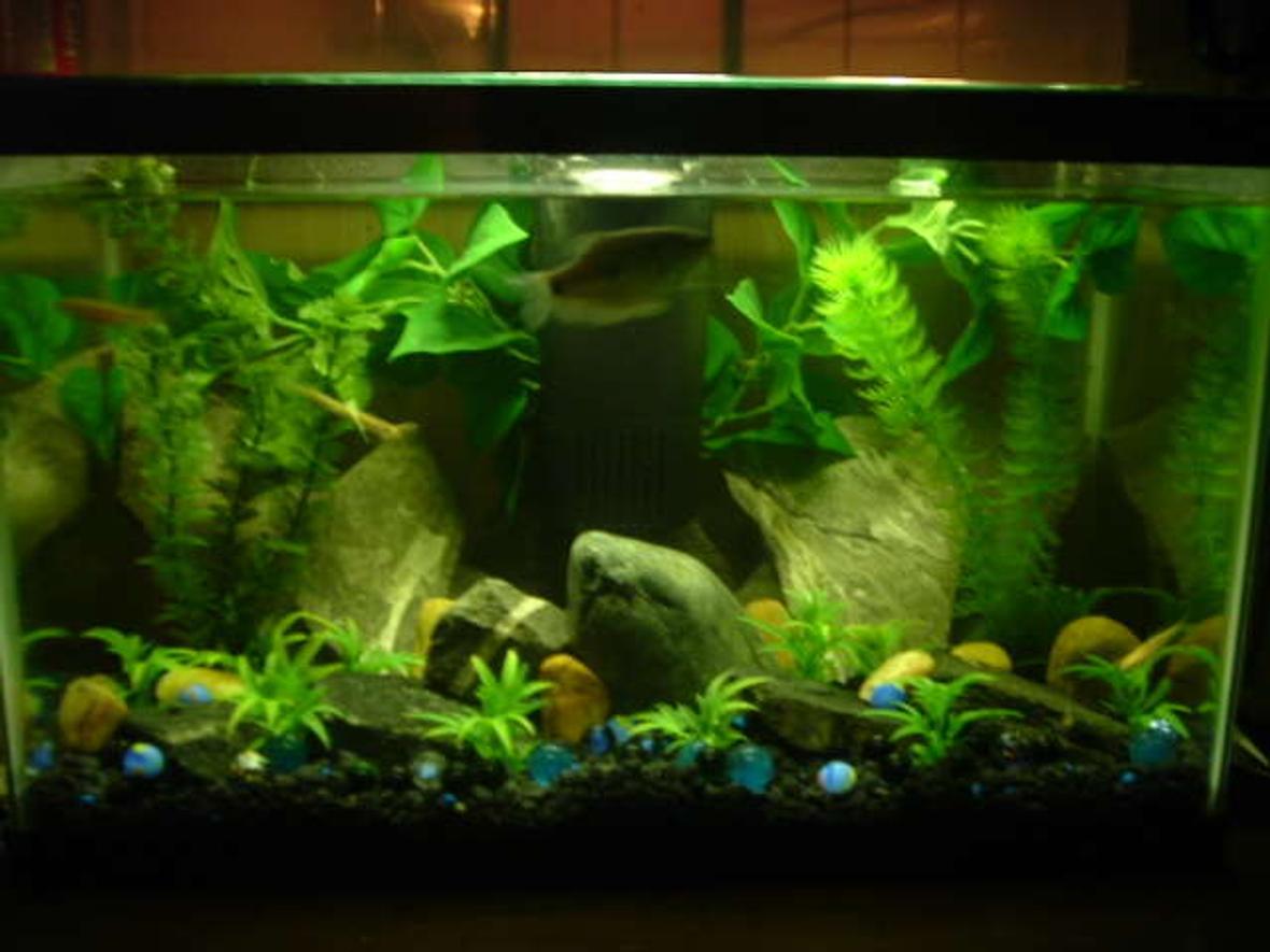 freshwater fish tank (mostly fish and non-living decorations) - A 10 gal fish tank we have. New Home to Our 3 year old Blue Gouram named "Old Blue" & 3-Rosy Red Fish