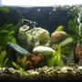 10 gallons planted tank (mostly live plants and fish) - Home Sweet Home