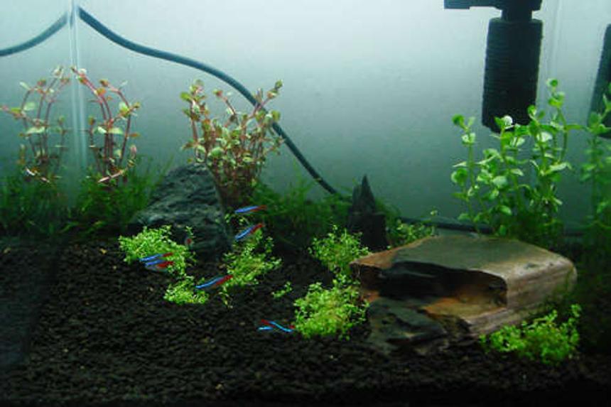 Rated #193: 5 Gallons Planted Tank - View from front panel