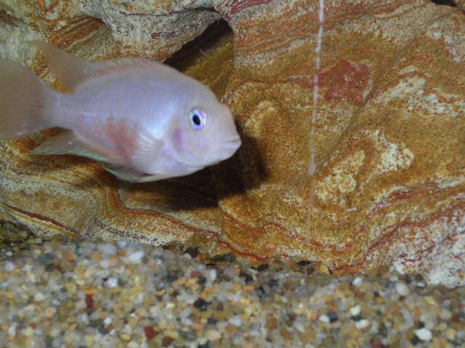 freshwater fish - archocentrus nigrofasciatus - pink convict cichlid stocking in 55 gallons tank - Brikemond's Pink Convict:  Mrs. Pink
