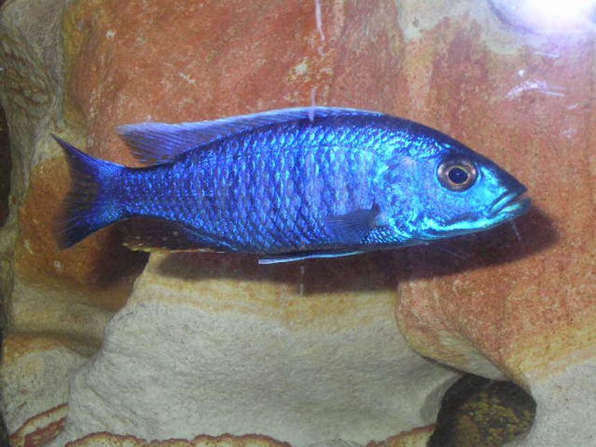 Rated #1143: Freshwater Fish - Sciaenochromis Ahli - Electric Blue Cichlid Stocking In 55 Gallons Tank - Brikemond's Electric Blue Ahli Cichlid:  Bloo
