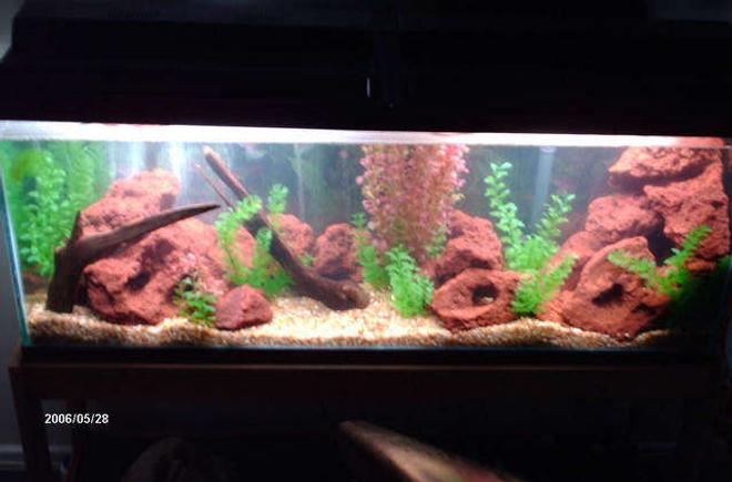 50 gallons freshwater fish tank (mostly fish and non-living decorations) - Lake Wannahookalunker