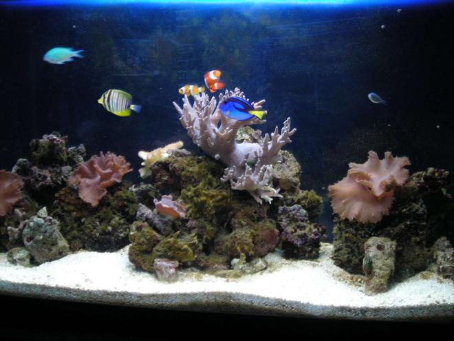27 gallons reef tank (mostly live coral and fish) - 55 reef tank