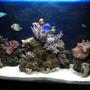 27 gallons reef tank (mostly live coral and fish) - 55 reef tank