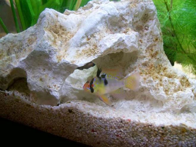 freshwater fish - papiliochromis ramirezi - german blue ram stocking in 32 gallons tank - My male German Blue Ram defending his spawning area