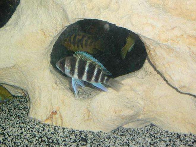 freshwater fish - cyphotilapia frontosa - frontosa cichlid stocking in 210 gallons tank - 7-stripe Frontosa