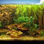 13 gallons planted tank (mostly live plants and fish) - 13 gallon Asian biotope