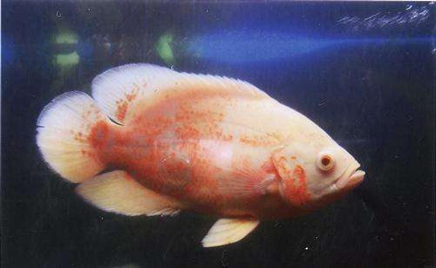 Rated #1654: Freshwater Fish - Astronotus Ocellatus - Albino Oscar Stocking In 55 Gallons Tank - Albino Oscar  2yrs old, very placid for an oscar which is weird as her tank mate (a tiger oscar) was very aggresive towords the sliver dollars in there with them