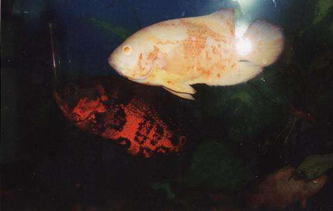 freshwater fish - astronotus ocellatus - albino oscar stocking in 55 gallons tank - George(albino) and Reaper(Tiger) ...Oscars..