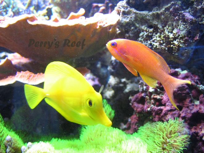 saltwater fish - zebrasoma flavescens - yellow tang - hawaii stocking in 100 gallons tank - Anthias Squamipinnis & Zebrasoma Flavescens