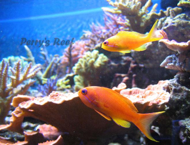 saltwater fish - pseudanthias squamipinnis - lyretail anthias stocking in 100 gallons tank - Anthias squamipinnis, male & female