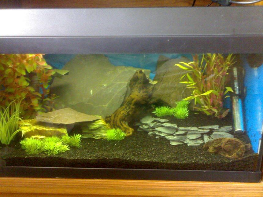 Rated #350: 10 Gallons Freshwater Fish Tank - here is my little tank that is going to be used for growing some fish on before they move into my bigger tanks!